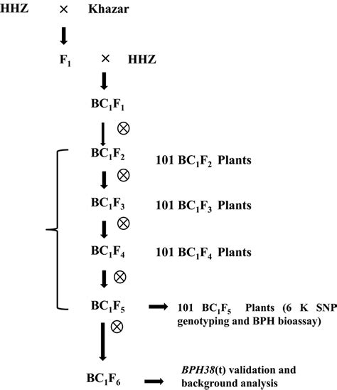 Breeding Scheme To Develop Early Backcross Mapping Population And Their Download Scientific