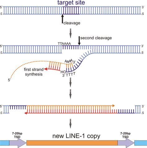 Cancer The Human Mobilome And Line Retrotransposons Cellecta