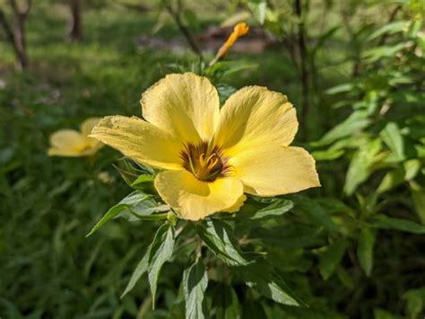 turnera ulmifolia  stock  pictures royalty  images