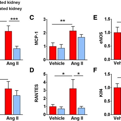 Renal Denervation Rdn Prevents Formation Of Download Scientific Diagram