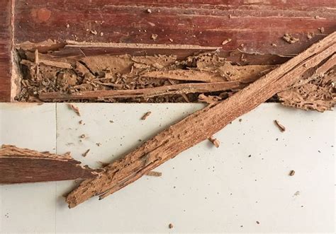 5 Signs Of Termite Infestation Emtec Pest Control