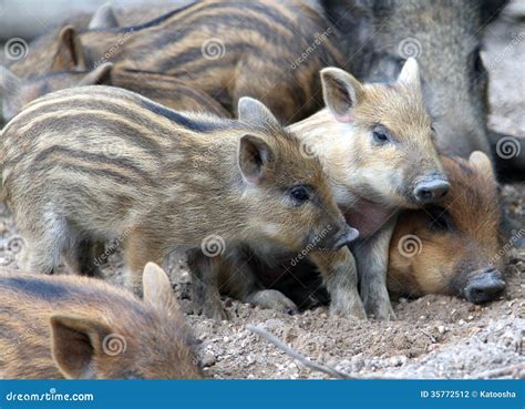 Wild piglets stock photo. Image of small, mini, outdoors - 35772512