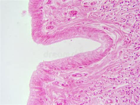 Zoomed In Mammal Urethra Showing Transitional Epithelial Tissue At