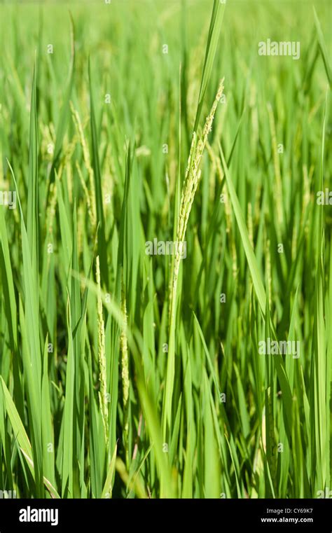 A Green Paddy Field In Thailand Stock Photo Alamy