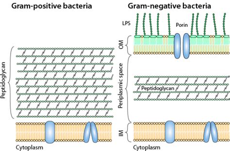 Bacteria – Understand – ReAct