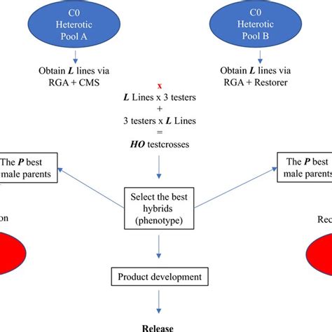 Genomic Reciprocal Recurrent Selection Breeding Scheme In Rice