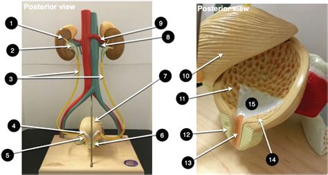 Urinary Urinary Stand Model Diagram Quizlet