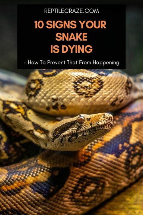 10 Signs That Your Snake Is Dying How To Help Reptile Craze