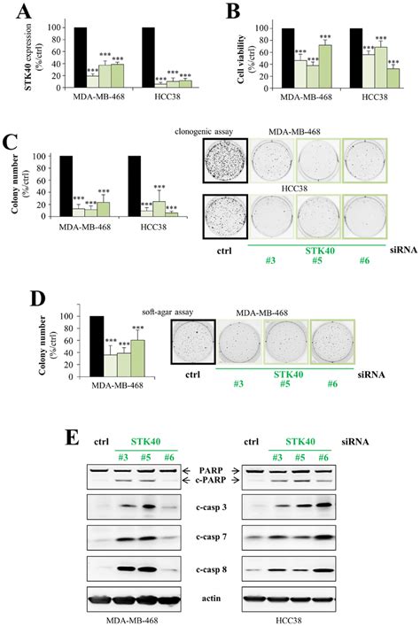 Stk40 Is A Pro Survival Protein Kinase In Breast Cancer Cells