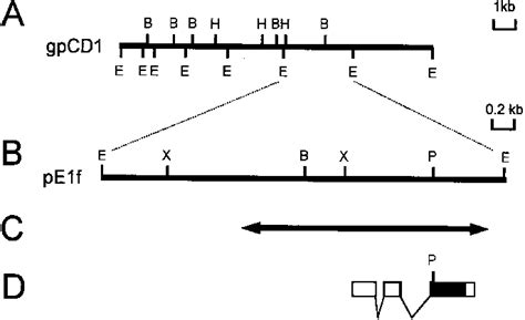 Structure Of The Drosophila Pcd Gene A Restriction Map Of The