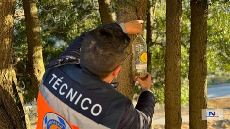 Lamego Instala Armadilhas Para Captura De Vespa Asi Tica Novum Canal