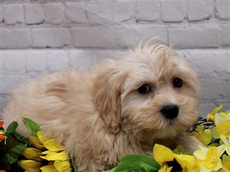 Maltipoo Puppy Gold Id16910 Located At Petland Wichita Kansas