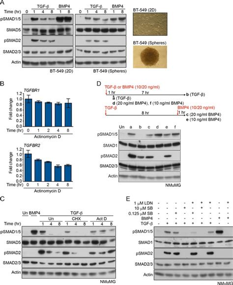 Figures and data in TGF β uses a novel mode of receptor activation to