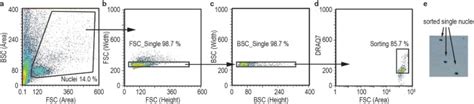 Single Nucleus Analysis Of Accessible Chromatin In Developing Mouse