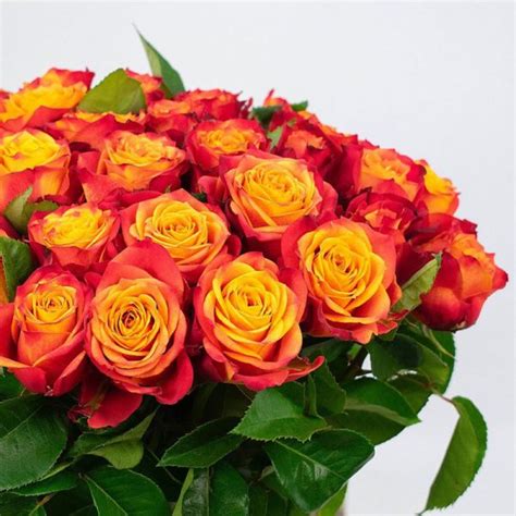 Rosa Atomic - Fincas de rosas