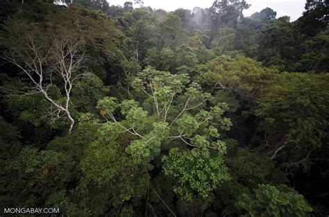 tall    dense  young  kind  forest