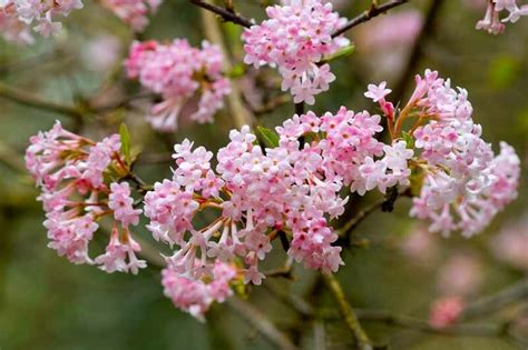 Viburnum Bodnantense Dawn Bodnant Viburnum