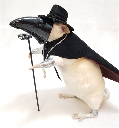 Taxidermy Gaff Plague Doctor Rat Etsy