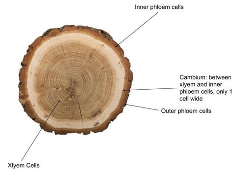 All About Annual Growth Rings Kretz Lumber