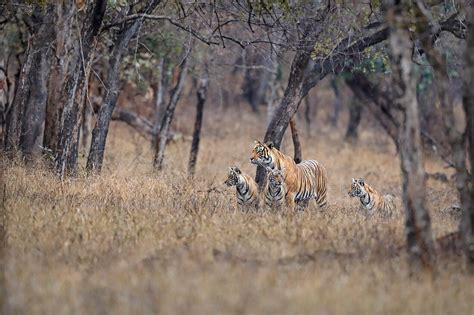 Bengal Tiger N Panthera Tigris Ntigress License Image