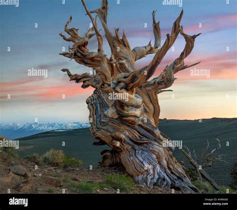 Great Basin Bristlecone Pine Pinus Longaeva Tree Inyo National