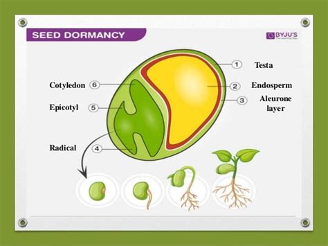 Seed dormancy