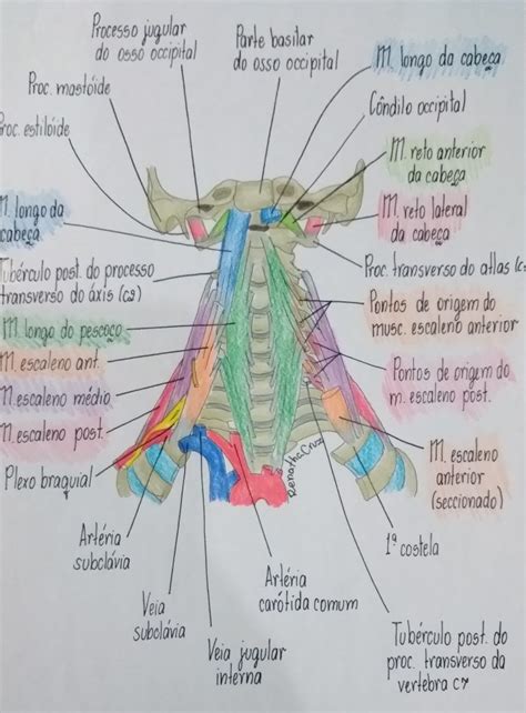 Guia completo sobre Músculos do pescoço Blog Fisioterapia