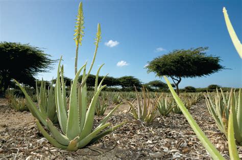 Aruba Flora & Fauna | When in Aruba