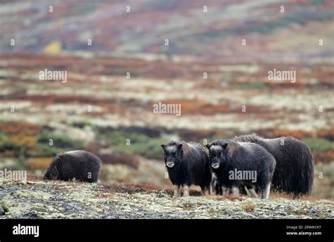 Musk Oxen Ovibos Moschatus Calves Standing In The Autumnally Coloured