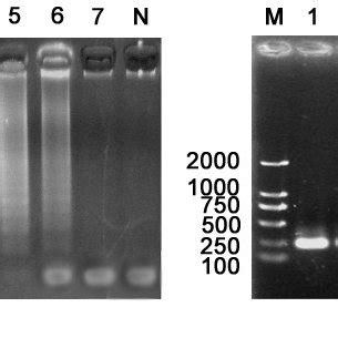 Sensitivity Of The Electrophoretic Analysis Of A LAMP And B