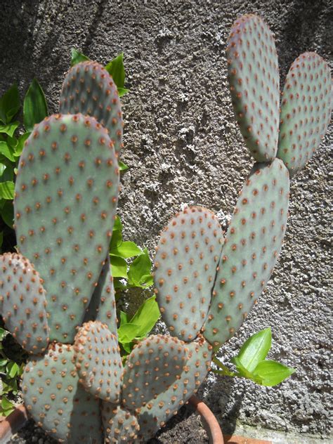 Opuntia Violacea Passioni Succulente