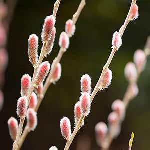 Plant Theory Mount ASO Japanese Pink Pussy Willow Salix Gracilistyla