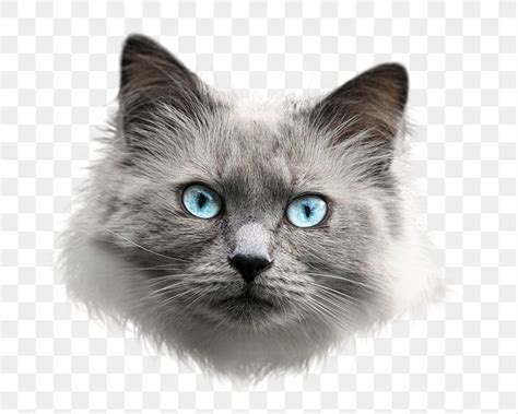 Ragdoll cat png sticker, transparent | Free PNG - rawpixel