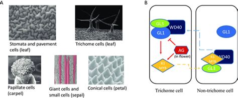 Diversity Of Epidermal Cell Types And Control Of Trichome Development