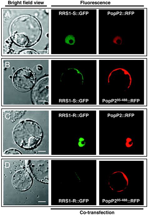 Physical Interaction Between Rrs1 R A Protein Conferring Resistance To Bacterial Wilt And