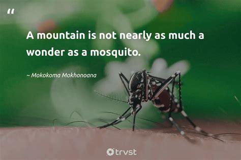 25 Mosquito Quotes About The Infamous Insects