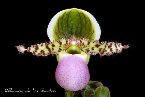 Paph. Magic Paradise ‘Good Choices’ – California Sierra Nevada Judging Center