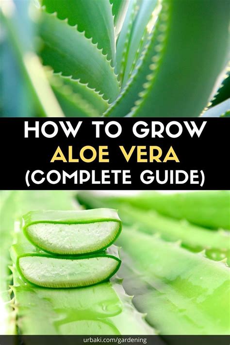 How To Grow Aloe Vera Complete Guide Aloe Vera Care Aloe Aloe Vera