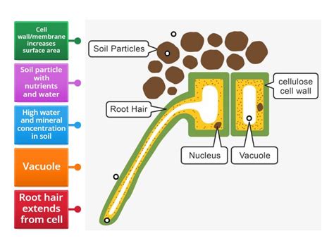 Roots And Root Hairs Labelled Diagram