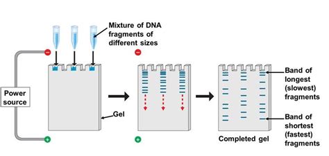 Principle Of Gel Electrophoresis