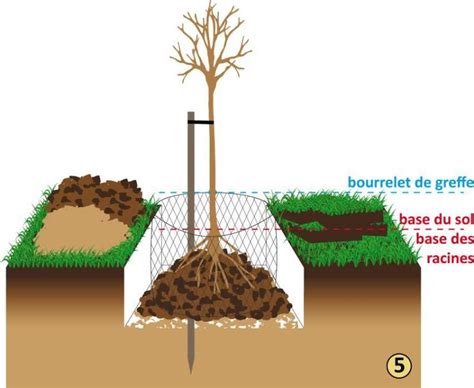 Réussir Sa Plantation Darbres Fruitiers Bien Acheter Planter Et