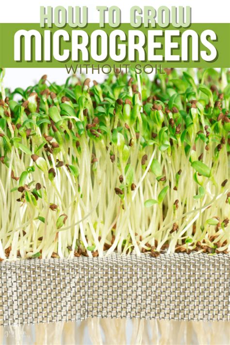 How To Grow Microgreens Without Soil Garden For Beginners