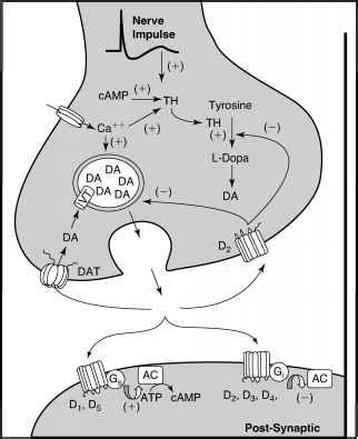 Dopamine Synthesis Pathway