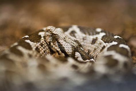 Serpente De Costela Rastejando Sobre Uma Areia Foto De Stock Imagem