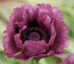 Purple Poppy | Purple poppies, Poppies, Poppy flower meaning