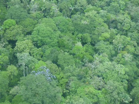 Yasuni National Park by Renata Leite Pitman, 2015 - Tropical Biology ...