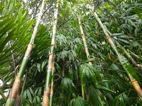 Melocanna Baccifera Muli Bamboo