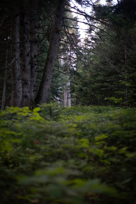 Green Plants on Ground in Forest · Free Stock Photo