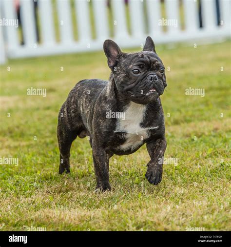 Brindle french bulldog hi-res stock photography and images - Alamy