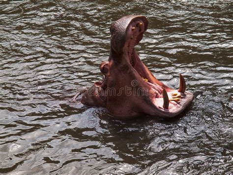 Hippo in the water. stock photo. Image of hippo, river - 104330064